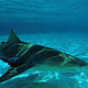 Lemon shark.